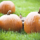 Illustration for article titled Canada Lynx Cub Celebrates Autumn by Nomming Pumpkins